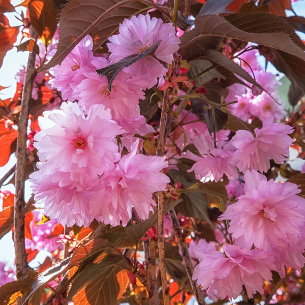 Prunus serrulata 'Royal Burgundy' - Japanische Blut-Nelken-Kirsche 'Royal Burgundy'