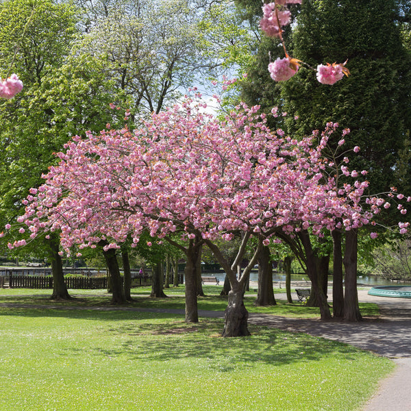 Prunus subhirtella  'Accolade' - Frühe Zierkirsche 'Accolade'