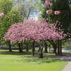 Prunus subhirtella  'Accolade' - Frühe Zierkirsche 'Accolade'