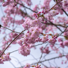 Prunus subhirtella  'Accolade' - Frühe Zierkirsche 'Accolade'