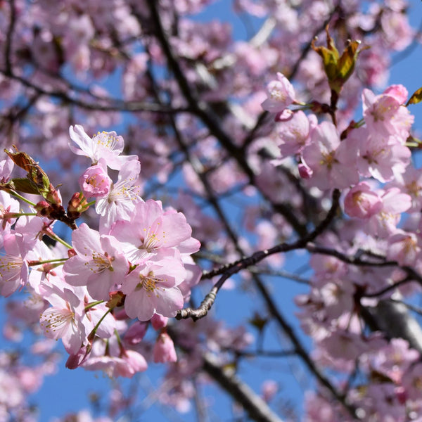 Prunus subhirtella 'Autumnalis rosea' - Schnee-Kirsche 'Autumnalis rosea'