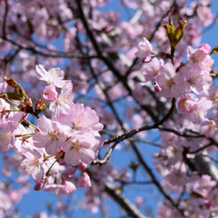 Prunus subhirtella 'Autumnalis rosea' - Schnee-Kirsche 'Autumnalis rosea'