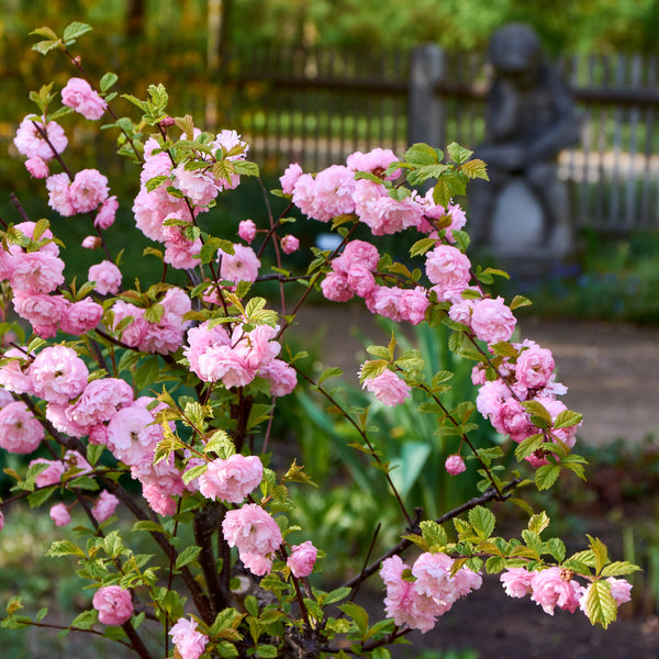 Prunus triloba - Mandelbäumchen