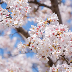 Prunus yedoensis - Tokyo-Kirsche / Japanische Maienkirsche
