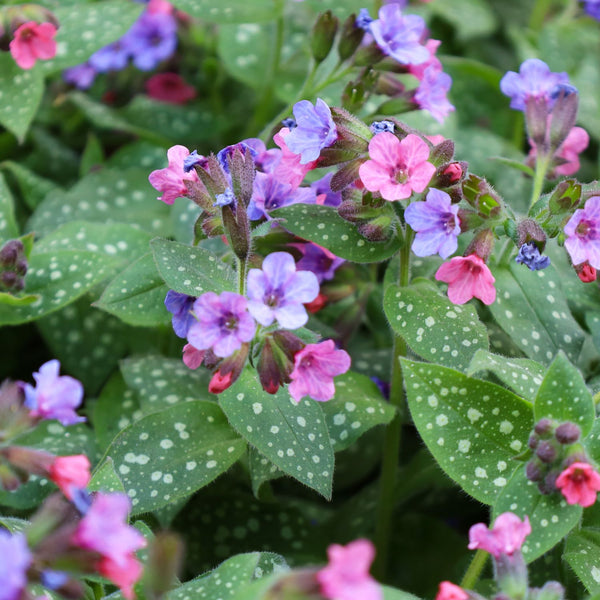 Pulmonaria saccharata 'Mrs Moon' - Lungenkraut