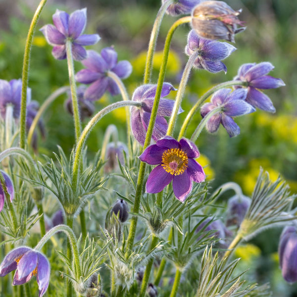 Pulsatilla vulgaris - Küchenschelle