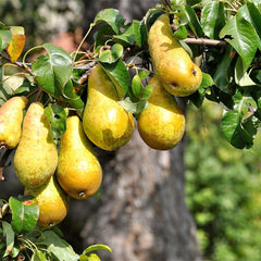 Pyrus communis 'Abate Fetel' - Birne 'Abate Fetel'