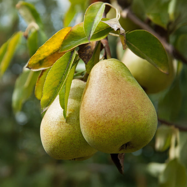 Pyrus communis 'Alexander Lucas' - Herbstbirne 'Alexander Lucas'