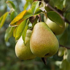 Pyrus communis 'Alexander Lucas' - Herbstbirne 'Alexander Lucas'