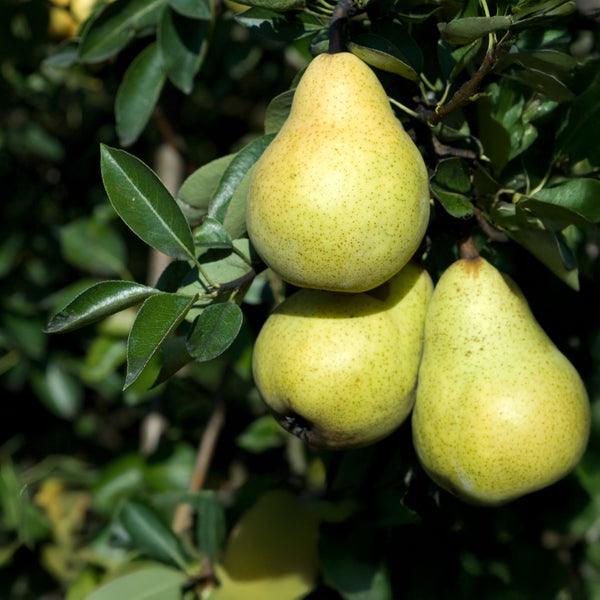 Pyrus communis 'Williams Christ' - Sommerbirne 'Williams Christ'