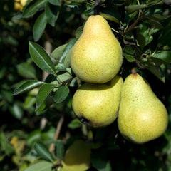 Pyrus communis 'Williams Christ' - Sommerbirne 'Williams Christ'