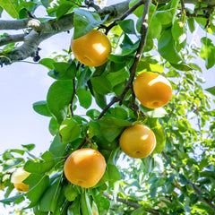 Pyrus pyrifolia 'Kosui' - Nashi-Birne 'Kosui'