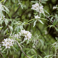 Pyrus salicifolia 'Pendula' - Weidenblättrige Trauerbirne 'Pendula'