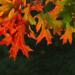 Quercus palustris 'Green Dwarf' - Kugel-Sumpfeiche