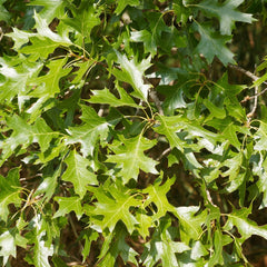 Quercus palustris 'Green Dwarf' - Kugel-Sumpfeiche