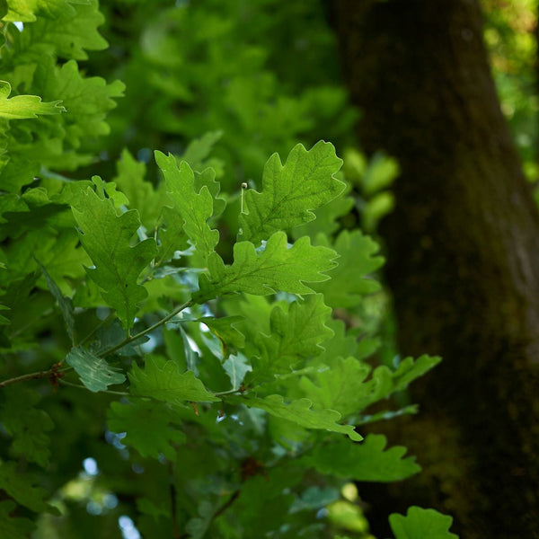 Quercus robur  'Fastigiata Koster ' - Säulen-Eiche