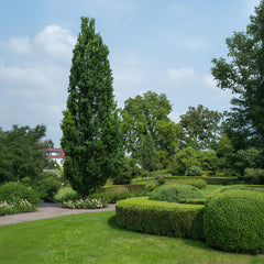 Quercus robur  'Fastigiata Koster ' - Säulen-Eiche