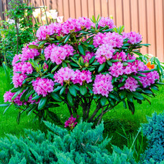 Rhododendron 'Catawboemse Grandiflorum' - Rhododendron-Hybride  'Catawboemse Grandiflorum'