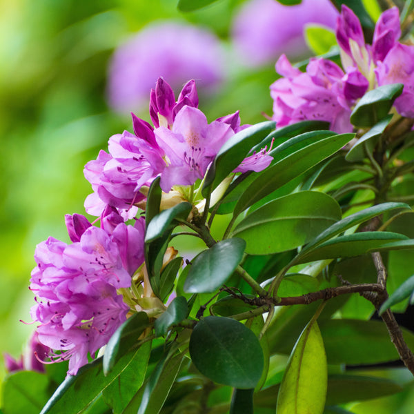 Rhododendron 'Catawboemse Grandiflorum' - Rhododendron-Hybride  'Catawboemse Grandiflorum'