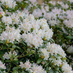 Rhododendron 'Cunningham's White' - Rhododendron-Hybride  'Cunningham's White'