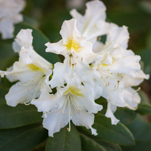 Rhododendron 'Cunningham's White' - Rhododendron-Hybride  'Cunningham's White'