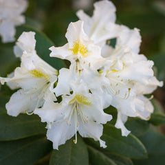 Rhododendron 'Cunningham's White' - Rhododendron-Hybride  'Cunningham's White'