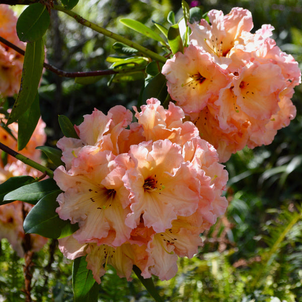 Rhododendron 'Lullaby' - Rhododendron-Hybride  'Lullaby'