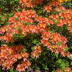 Rhododendron 'Lullaby' - Rhododendron-Hybride  'Lullaby'