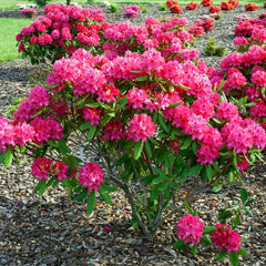 Rhododendron 'Nova Zembla' - Rhododendron-Hybride  'Nova Zembla'