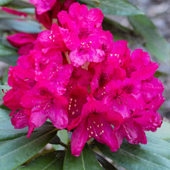 Rhododendron 'Nova Zembla' - Rhododendron-Hybride  'Nova Zembla'