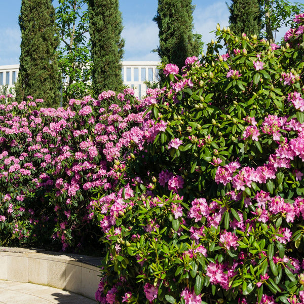 Rhododendron 'Roseum Elegans' - Rhododendron-Hybride  'Roseum Elegans'
