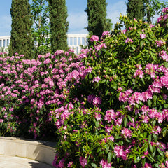 Rhododendron 'Roseum Elegans' - Rhododendron-Hybride  'Roseum Elegans'