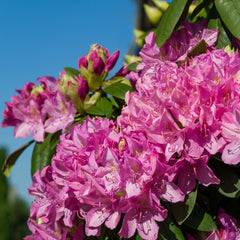 Rhododendron 'Roseum Elegans' - Rhododendron-Hybride  'Roseum Elegans'
