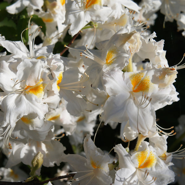 Rhododendron luteum  'Möwe' - Laubabwerfende Azalee 'Möwe'