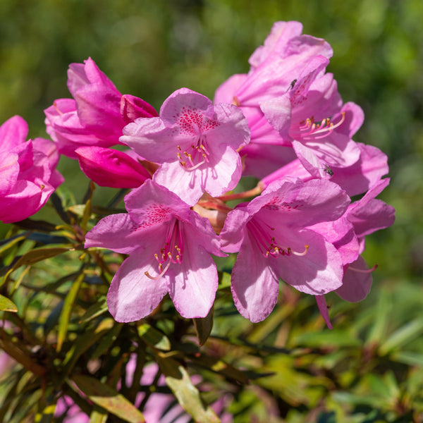 Rhododendron ponticum  'Graziella' - Pontischer Rhododendron 'Graziella'