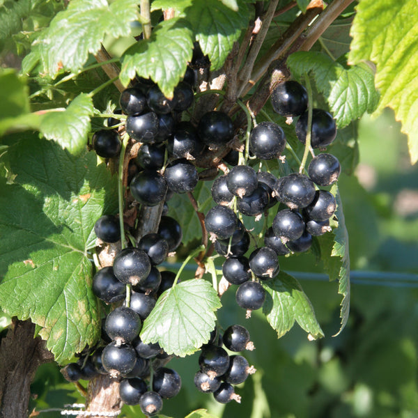 Ribes nigrum 'Titania' - Schwarze Johannisbeere 'Titania'