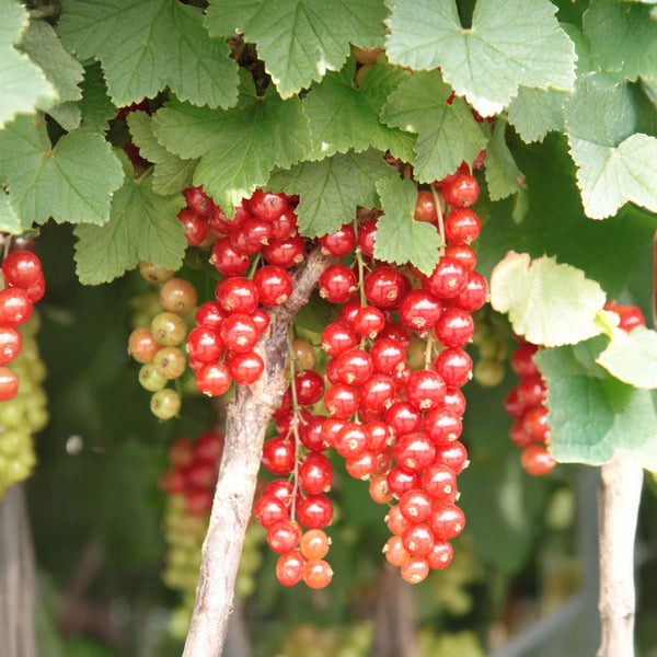 Ribes rubrum 'Jonkheer van Tets' - Rote Johannisbeere 'Jonkheer van Tets'