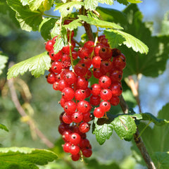 Ribes rubrum 'Rolan' - Rote Johannisbeere 'Rolan'
