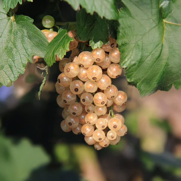 Ribes rubrum 'Weiße Versailler' - Weiße Johannisbeere 'Weiße Versailler'
