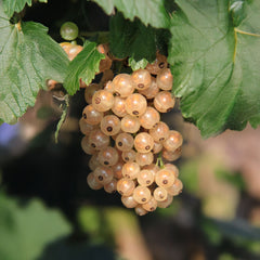 Ribes rubrum 'Weiße Versailler' - Weiße Johannisbeere 'Weiße Versailler'