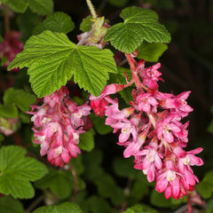 Ribes sanguineum  'Pulborough Scarlet' - Blut-Johannisbeere 'Pulborough Scarlet'
