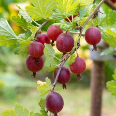 Ribes uva-crispa 'Spinefree' - Stachelbeere 'Spinefree'