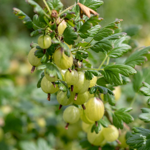 Ribes uva-crispa 'Invicta' - Hellgrüne Stachelbeere 'Invicta'