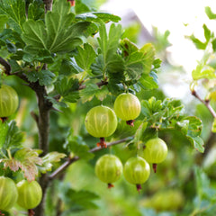 Ribes uva-crispa 'Mucurines' - Grüne Stachelbeere 'Mucurines'