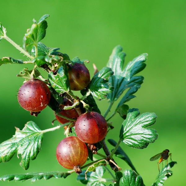 Ribes uva-crispa 'Redeva' - Rote Stachelbeere 'Redeva'