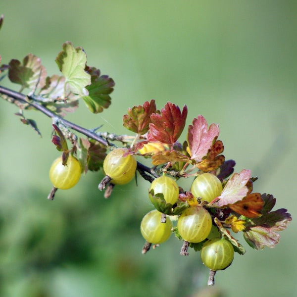 Ribes uva-crispa 'Resistenta' - Gelbe Stachelbeere 'Resistenta'