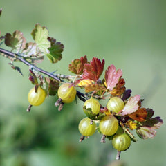 Ribes uva-crispa 'Resistenta' - Gelbe Stachelbeere 'Resistenta'