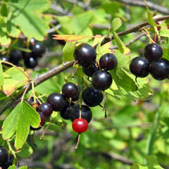 Ribes x nidigrolaria - Jostabeere / Jochelbeere