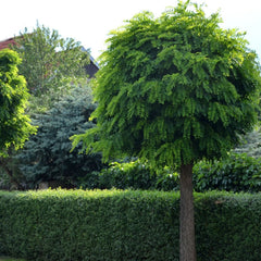 Robinia pseudoacacia 'Umbraculifera' - Kugel-Robinie / Kugelakazie 'Umbraculifera'