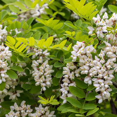 Robinia pseudoacacia 'Umbraculifera' - Kugel-Robinie / Kugelakazie 'Umbraculifera'